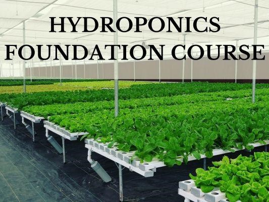 Urban Gardening and Hydroponics Essentials